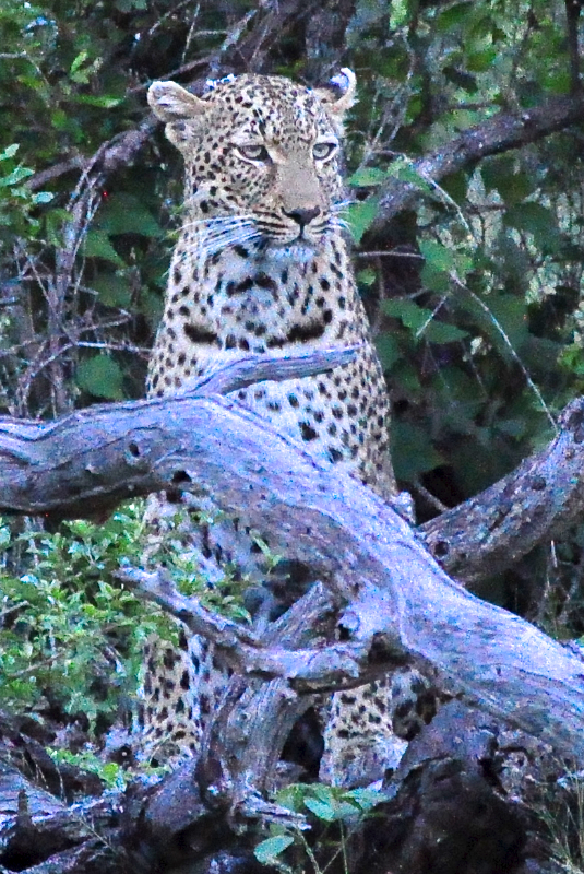 Melanie Heinrich - travel images - Lion Sands Private game reserver Hazyview